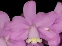 Fragrant Cattleya loddigesii aquinii ‘Alvaro Perelia’ × self (2” pot)