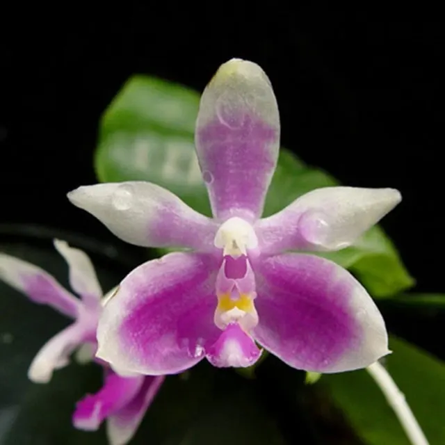 Phalaenopsis modesta