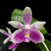 [Bare-root] Phal. modesta xsib [2.5“ BS][July in stock]