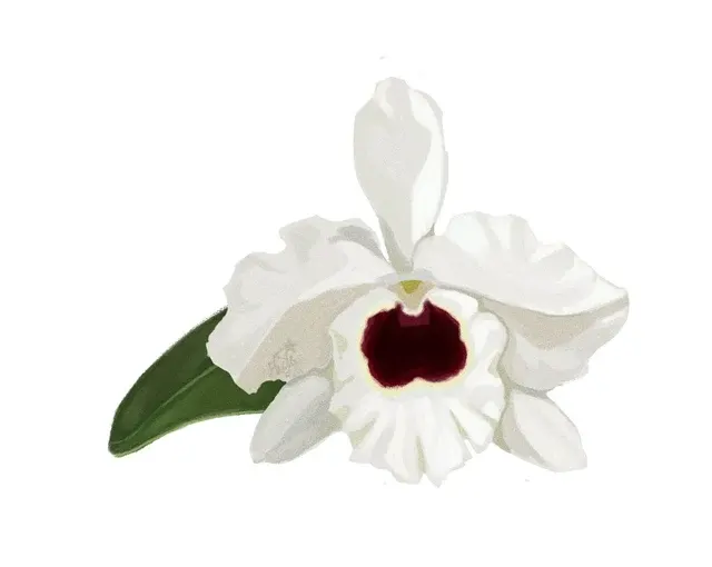 Dendrobium Pure Heart 'Snow Love'