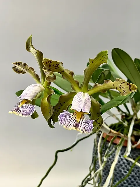 Cattleya schilleriana var coerulea