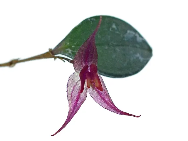 Lepanthes grandiflora
