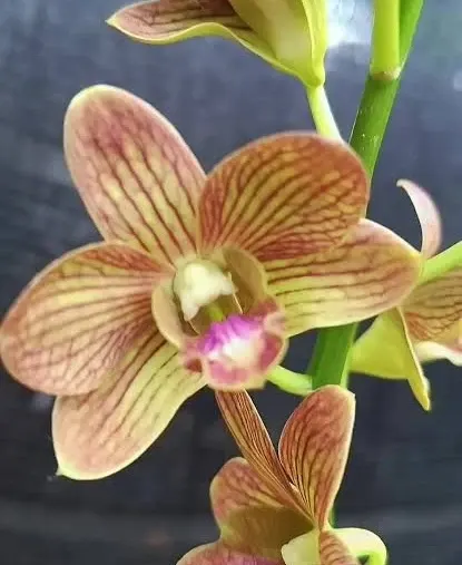 Dendrobium Buddy Brown (Dendrobium)