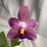 Phalaenopsis (Zheng Min Canary-violacea x CTL Taichung Girl) Seed Grown
