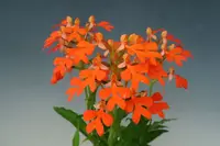 Habenaria roebelenii — No