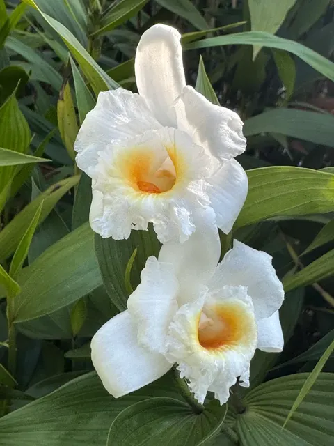 Sobralia Powellii (Sobralia)