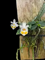 Phalaenopsis gibbosa