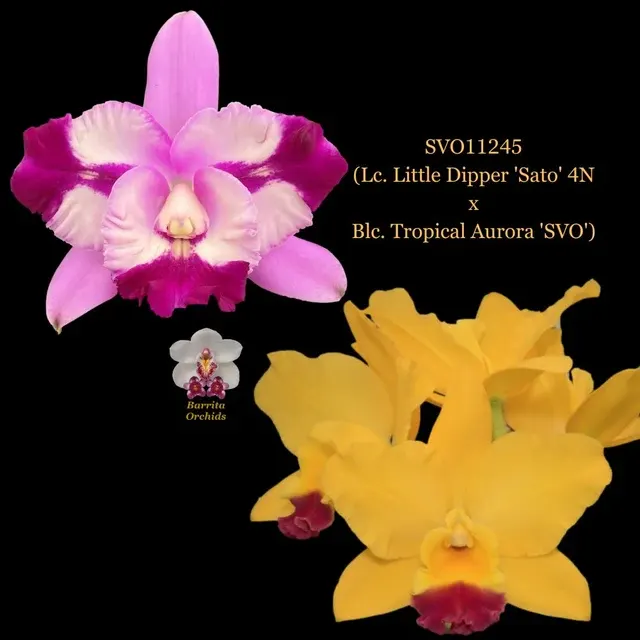 Cattleya Orchid Hybrid SVO11245 'Sato'