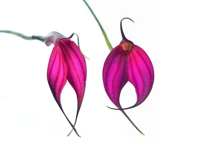 Masdevallia amabilis f red (Masdevallia)
