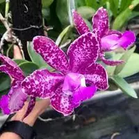 C. Royal Cognac 'Wilson' 'Spot'