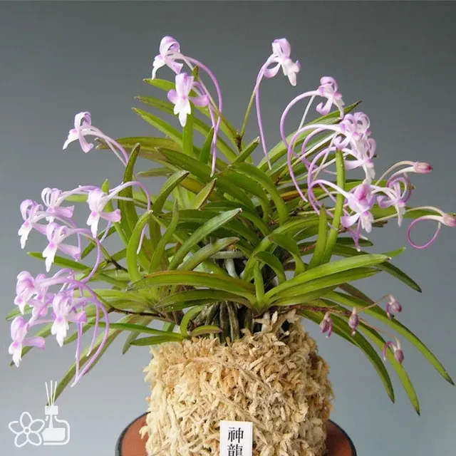Neofinetia falcata 'Shinryuko'