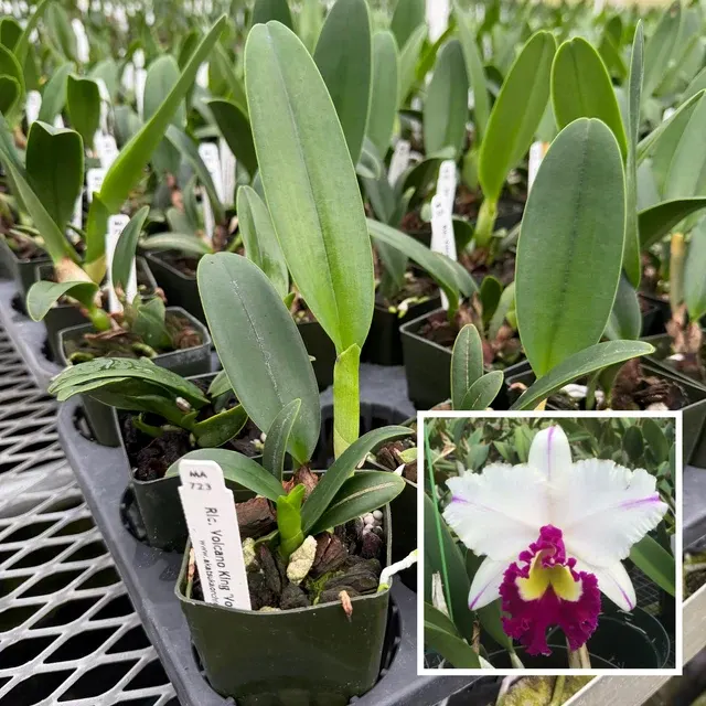 Rhyncholaeliocattleya Volcano King 'Volcano Queen' (Rhyncholaeliocattleya)