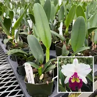 Rlc. Volcano King 'Volcano Queen' (Starter- 2.75" Pot)