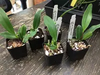 Rlc. King of Taiwan (s)