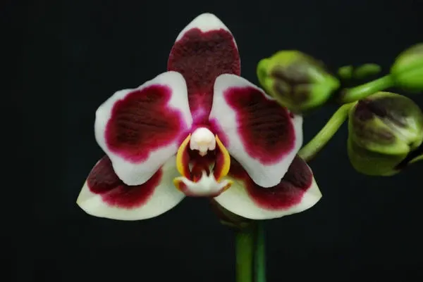 Phalaenopsis BLACK TIMOTHY