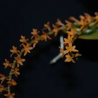 Microterangis hariotiana — blühfähige Pflanzen