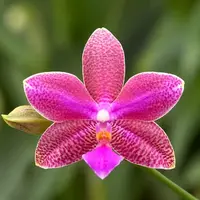 Phalaenopsis (I-Hsin Venus × lueddemanniana) - parfumat — fara flori, frunze cu defecte - ghiveci 2.5 inch