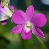 Dendrobium Pink Lady