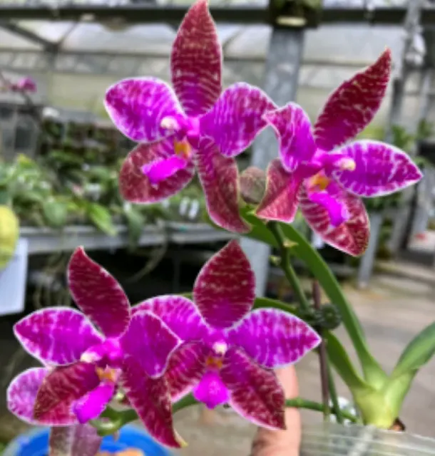 Phalaenopsis lueddemanniana 'Guo Hua'