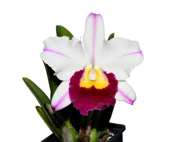 Rhyncholaeliocattleya Edgar Perez (Rhyncholaeliocattleya)