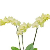 Phalaenopsis Orchid Sun Shower Plant With Bud/Flower