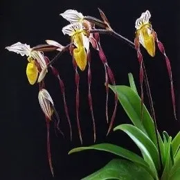 Paphiopedilium philipinense (Paphiopedilum)