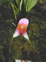 Masdevallia-papillosa — Other Plants