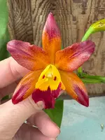 Ctt. Varut Startrack “Golden Tiger”