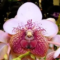 Vanda sanderiana sp.