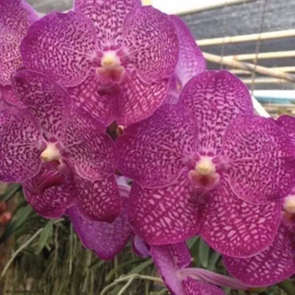 Vanda Pakchong Blue x Kimigayo '#656'