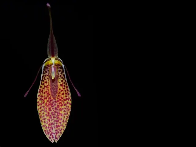 Restrepia aristulifera 'Ecuagenera' (Restrepia)