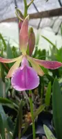 Cattleya Orchid BC Nakornpathome Silver x Enc cordigera, 2" & 4" Pots, Mounted Plants, Epiphytic Orchid, Exotic Blooms