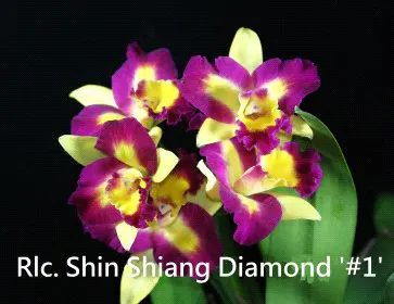 Rhyncholaeliocattleya Shin Shiang Diamond