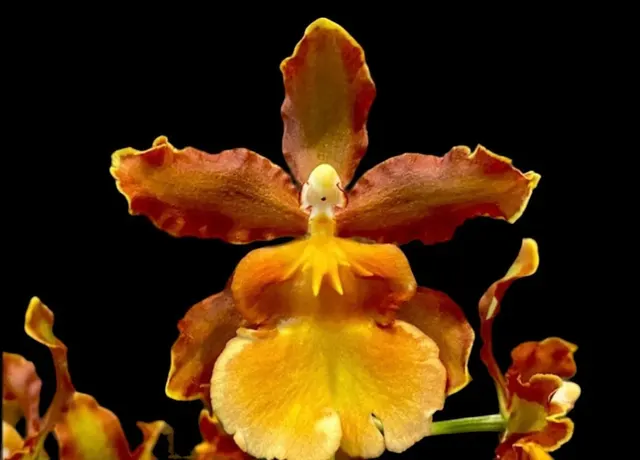 Odontocidium Catatante
