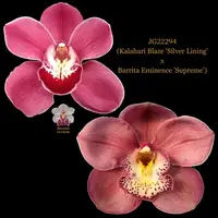 Cymbidium Seedling JG22294 (Kalahari Blaze 'Silver Lining' x Barrita Eminence 'Supreme')