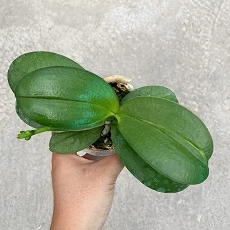 Phalaenopsis Chiada Sherry (Phalaenopsis)