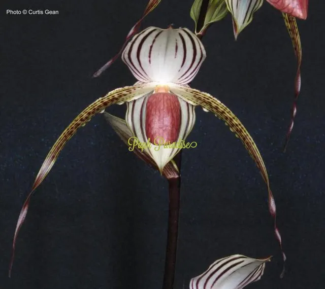 Paphiopedilum Lady Isabel PP1931 (Paphiopedilum)