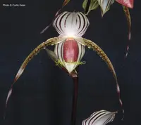 Paphiopedilum Lady Isabel (rothschildianum ‘Paradise Island’ x stonei ‘Paph Paradise’) PP1931