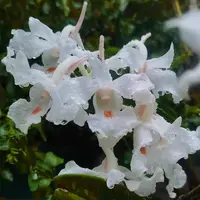 Dendrobium virgineum