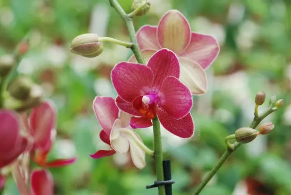Phalaenopsis SOGO BUDDIE