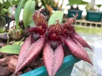 Bulbophyllum pingtungense x frostii ‘Elite’s 1st’