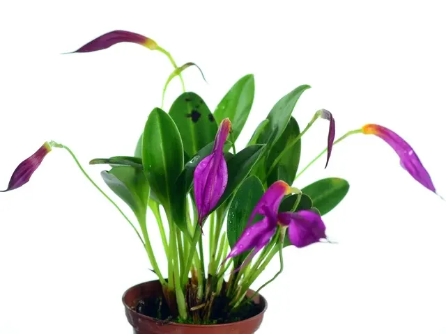 Masdevallia rosea (Masdevallia)