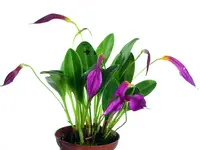 Masdevallia rosea