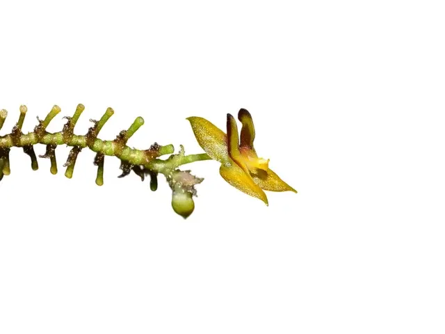 Lepanthes declivis