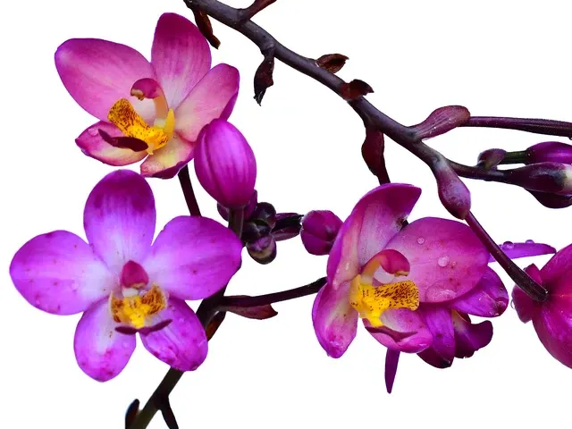 Spathoglottis Rockin Plum (Spathoglottis)