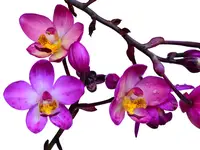 Spathoglottis Rockin Plum