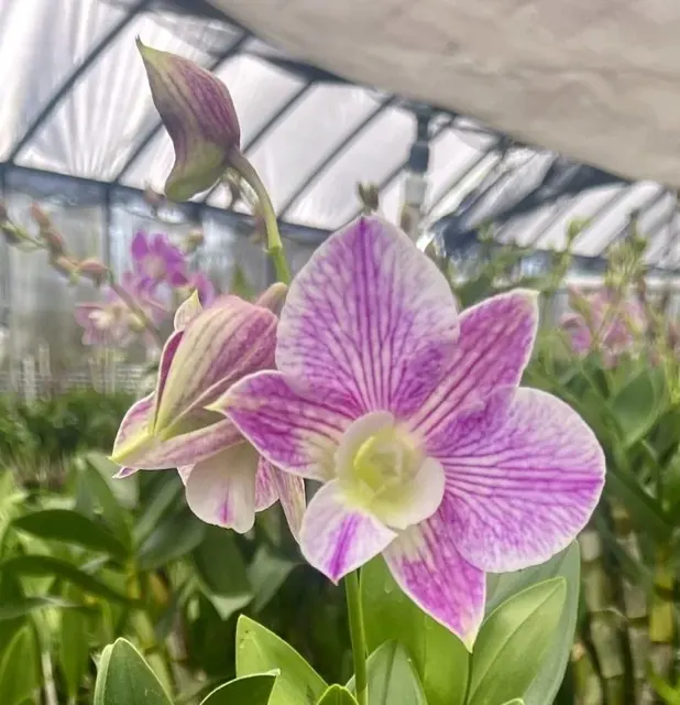 Dendrobium Hawaii Stripes ‘808 Orchids’