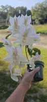 Catasetum
