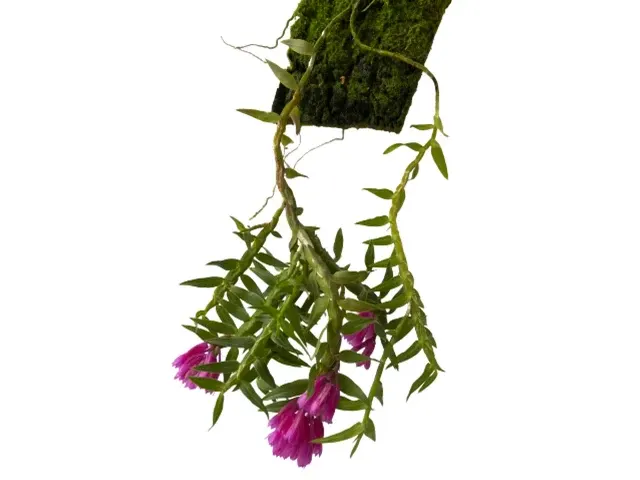 Dendrobium alaticaulinum (Dendrobium)