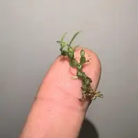 Bulbophyllum lichenophylax